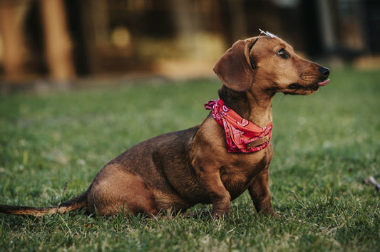 Why We Believe the Cutest Things Can Still Make a Big Impact