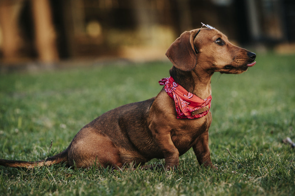 Why We Believe the Cutest Things Can Still Make a Big Impact